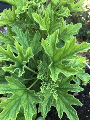 Pelargonium citronellum