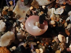 Notogibbula bicarinata