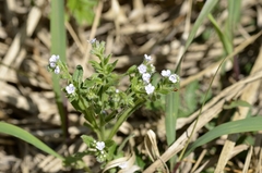 Bothriospermum secundum