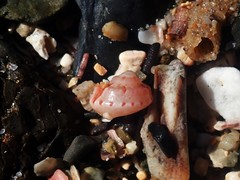 Notogibbula bicarinata