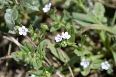 Bothriospermum secundum