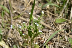 Bothriospermum secundum