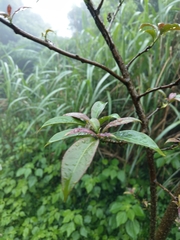 Ehretia longiflora