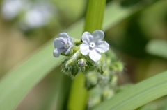 Bothriospermum secundum