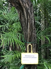 Leptospermum petersonii