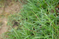 Mnesithea laevis chenii