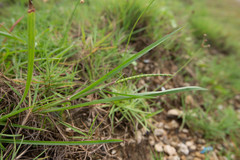 Mnesithea laevis chenii