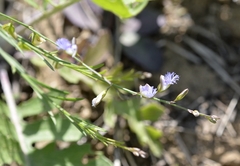 Polygala tenuifolia