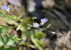 Polygala tenuifolia