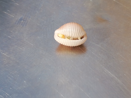 European cowrie (Trivia monacha)
