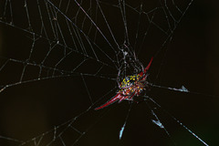 Gasteracantha milvoides