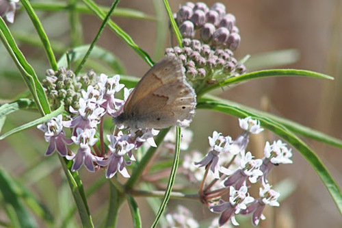 iNaturalist observation photo of California Ringlet