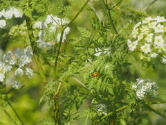 Hippodamia convergens