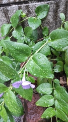 Vinca major