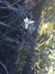 Wahlenbergia axillaris
