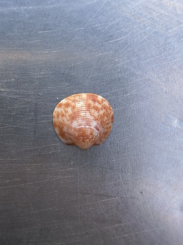 Glycymeris nummaria