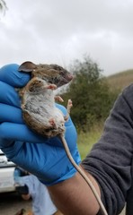 Peromyscus californicus