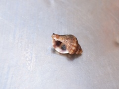 Ocenebra edwardsii