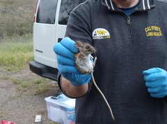 Peromyscus californicus