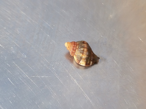 Ocenebra edwardsii