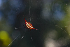 Gasteracantha milvoides