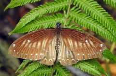 Papilio castor