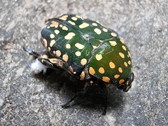 Protaetia niveoguttata