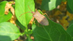 Gonocerus acuteangulatus