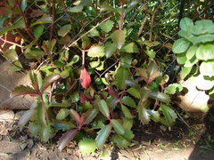 Kalanchoe sexangularis