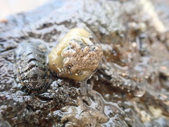 Neohymenicus pubescens