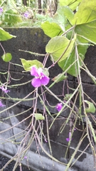 Orychophragmus violaceus