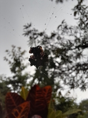 Thelacantha