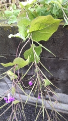 Orychophragmus violaceus