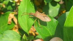 Gonocerus acuteangulatus