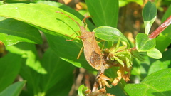 Gonocerus acuteangulatus