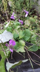 Orychophragmus violaceus