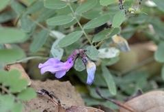 Vicia bungei