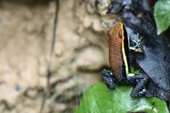 Ameerega cainarachi