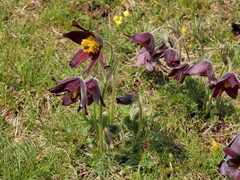 Pulsatilla rubra