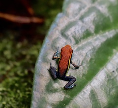 Ameerega cainarachi