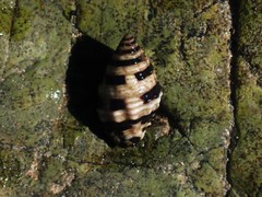 Engina zonalis