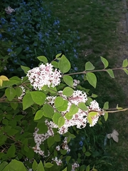 Syringa pubescens microphylla
