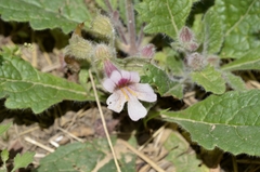 Rehmannia glutinosa