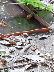 Cuora flavomarginata