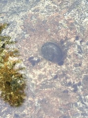 Planorbarius corneus