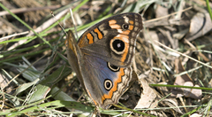 Junonia genoveva hilaris