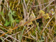 Salix repens repens