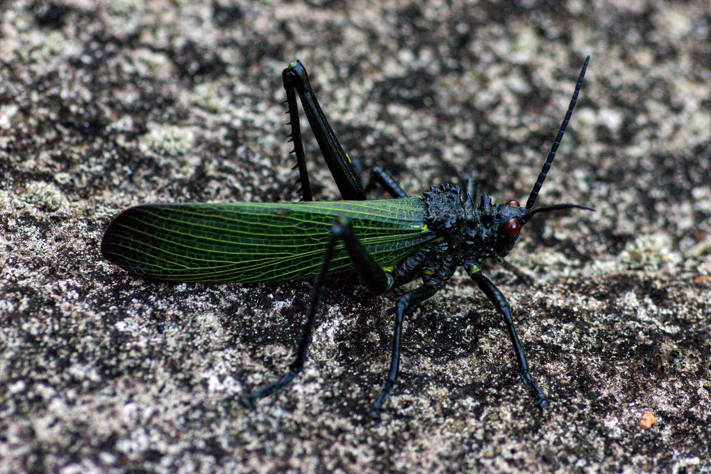 Phyteumas whellani