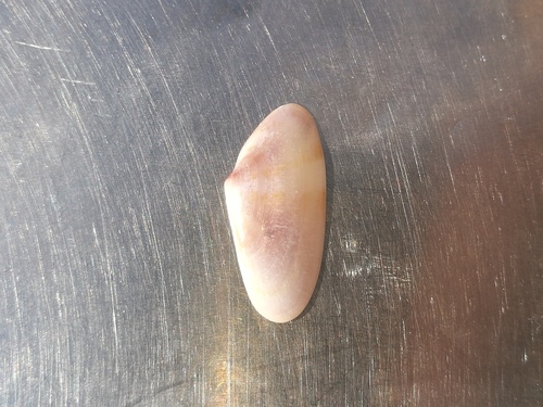 Donax variegatus