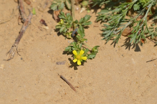 Prostrate cinquefoil (Potentilla supina)